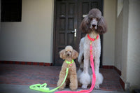 Leine "Neonique“ Yellow