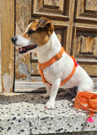 Geschirr "SIGNATURE" Summer Orange