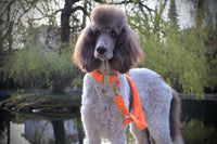 Leash "FeelGood" Neon Orange