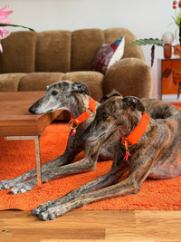 Halsband "Neonique" Orange