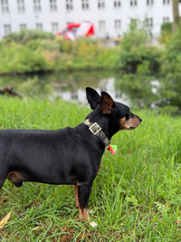 Halsband "Camouflage"