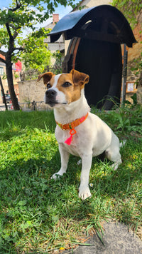 Collar "SIGNATURE" Summer Orange