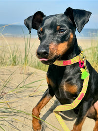 Collar "SIGNATURE" Summer Green