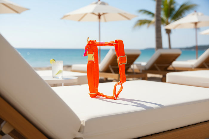 Hundegeschirr "Neonique" Orange