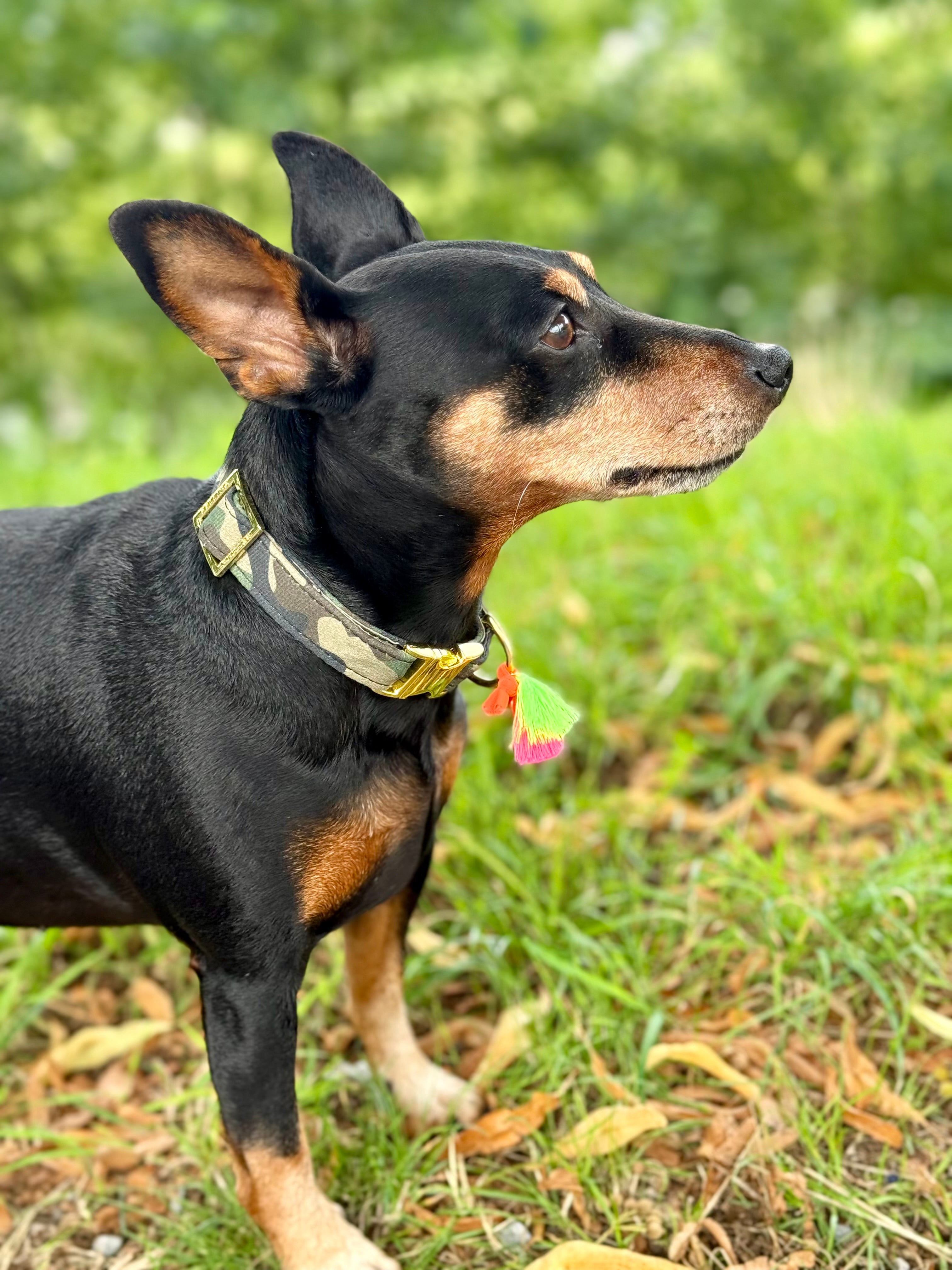 Galguita Amelie Martingale Hundehalsband Gegen Auslaufen – Grün, Größe 4S, Handgefertigt In Spanien