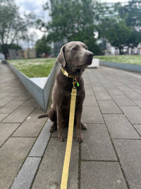Leash "Signature" Summer Green