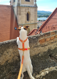 Geschirr "SIGNATURE" Summer Orange