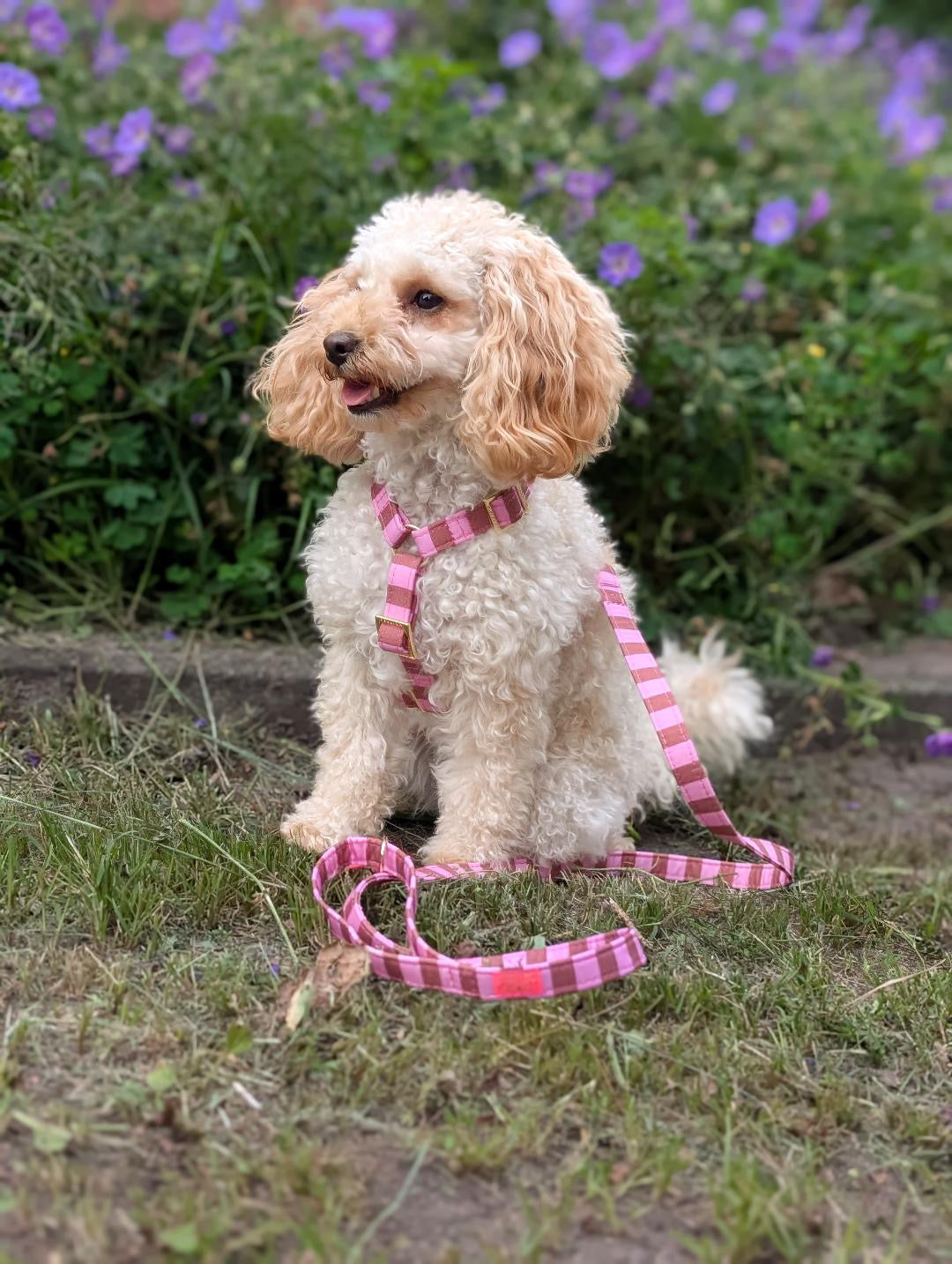 Harnais pour chien « Cachemire Noir »
