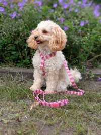Harnais pour chien « Cachemire Noir »