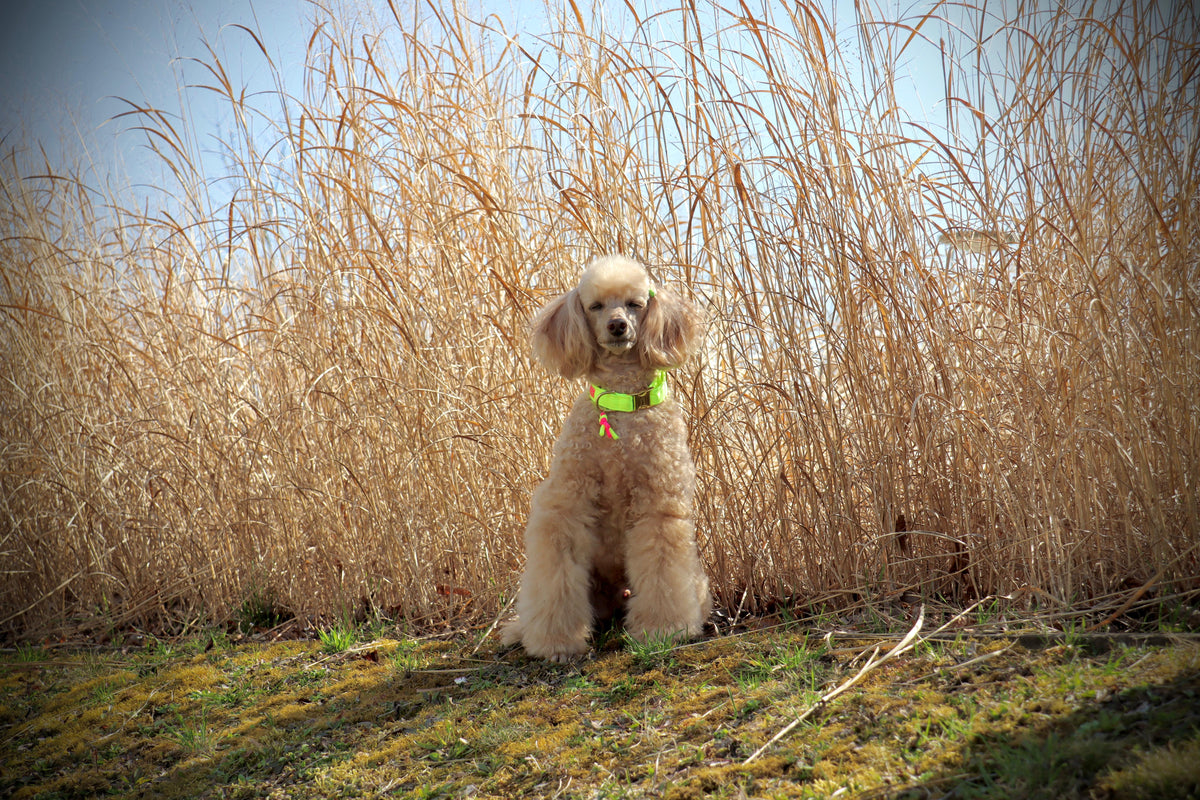 Halsband "Neonique" Yellow