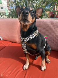 Hundegeschirr "Stripe Society"