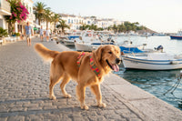 Hundegeschirr "SummerBreeze" Orange