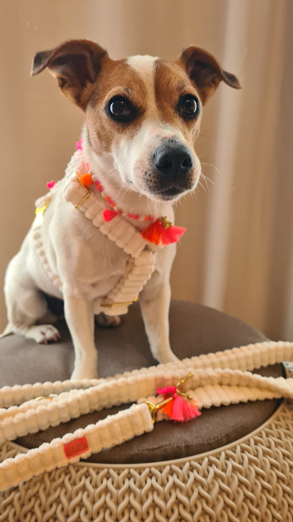 Hundegeschirr "Couchy" White