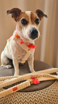 Hunde Schmuckkette „Couchy“ White