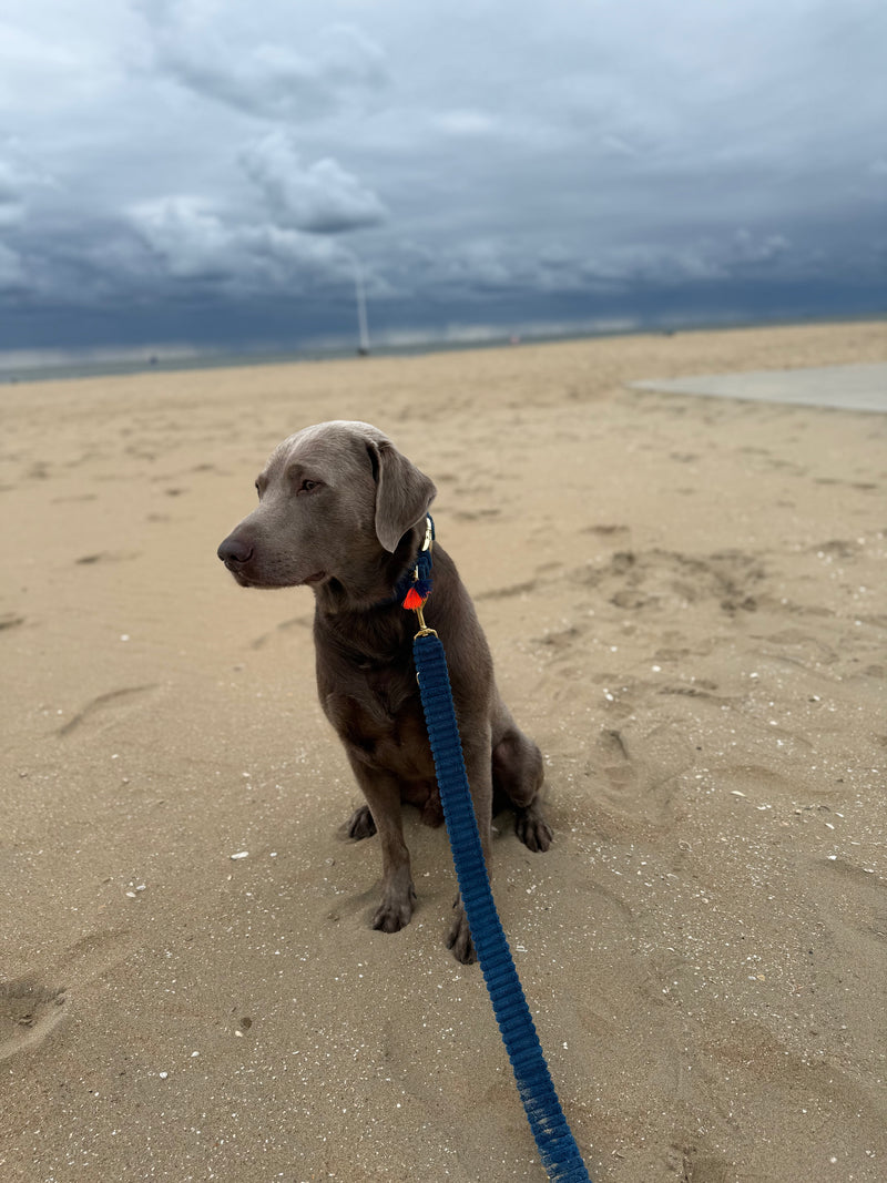 Leine "Couchy“ Blue