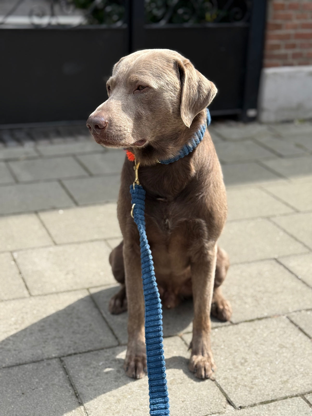 Leine "Couchy“ Blue