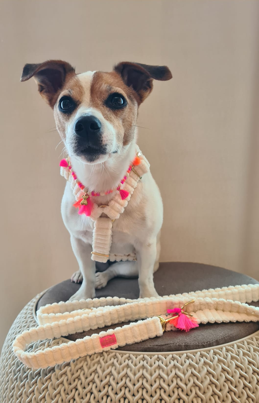 Hunde Schmuckkette „Couchy“ White