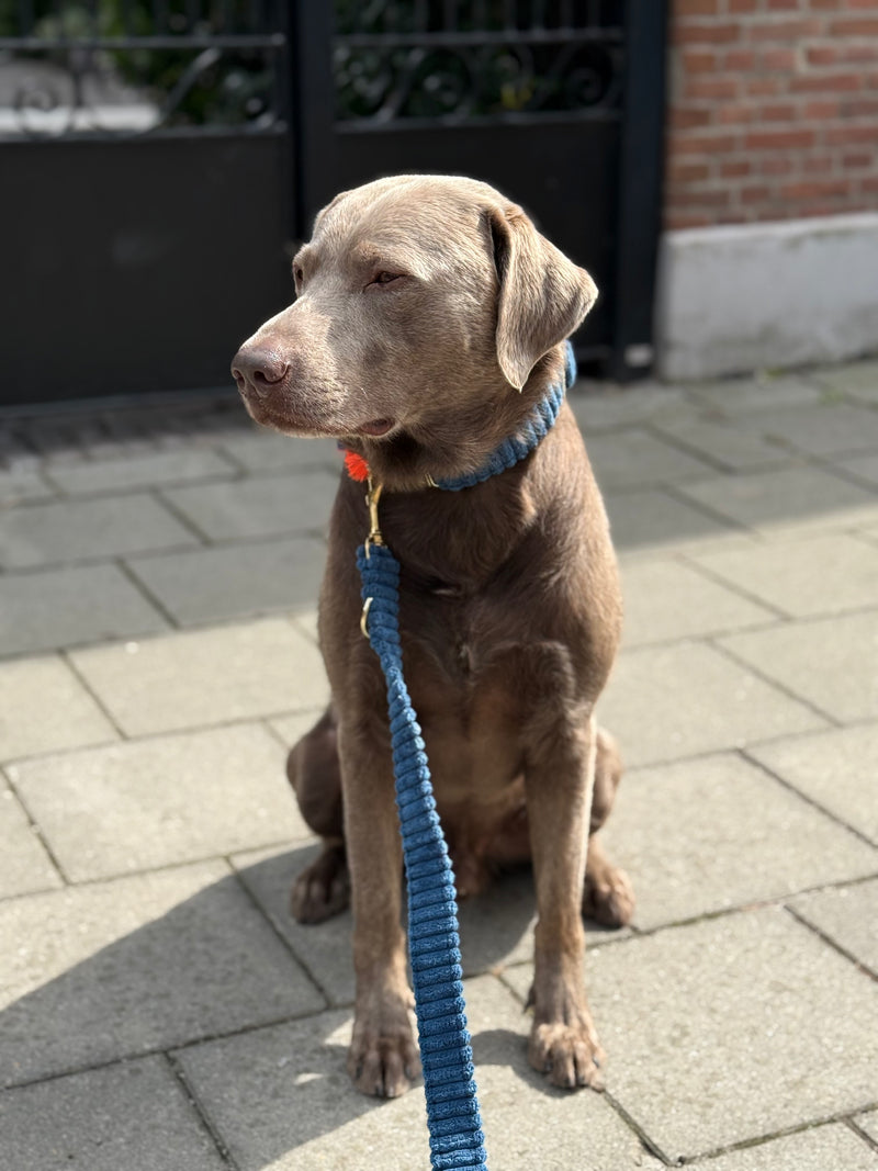 Halsband "Couchy“ Blue