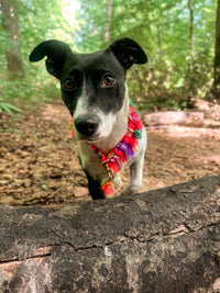 Train stop collar "LaaVida Sol Orange"