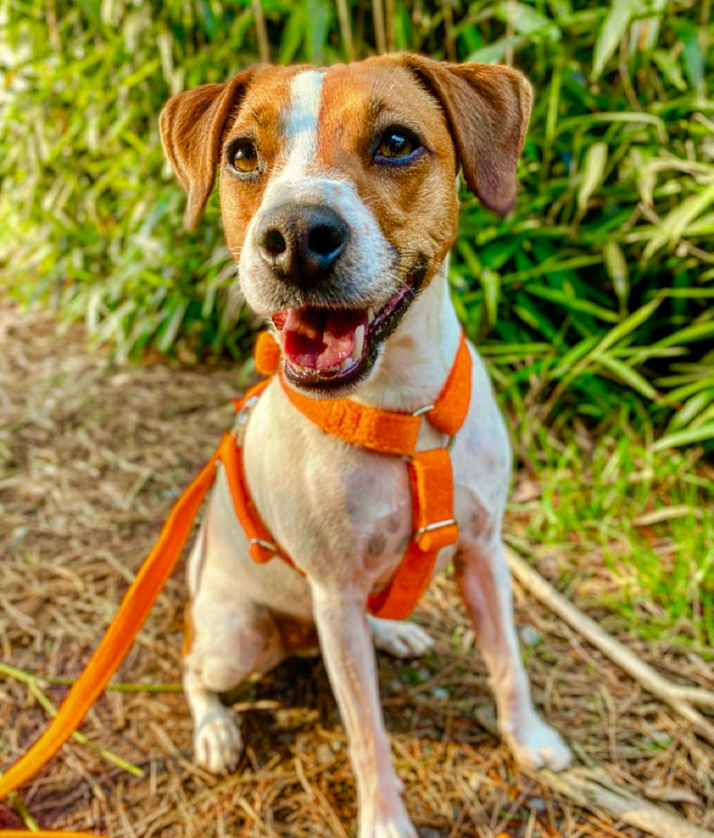 Dog Harness "Frotty Orange"