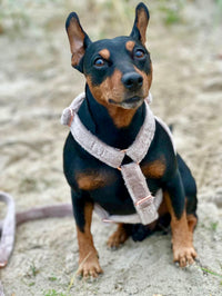 Hundegeschirr "Cashmere"