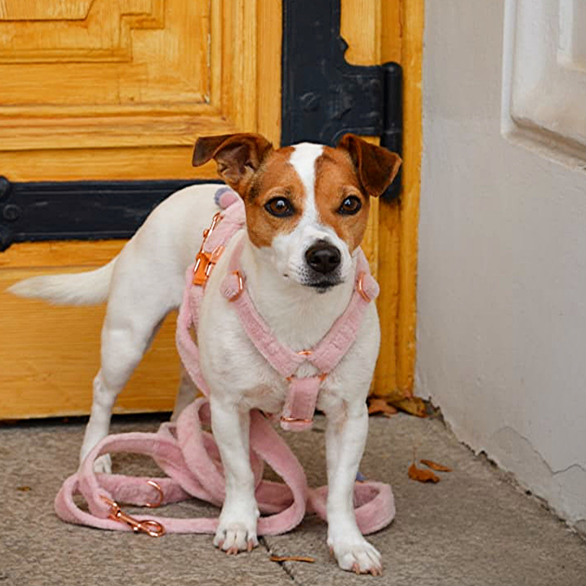Dog harness "Cashmere Candy" 