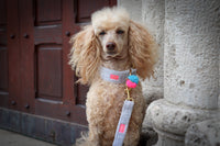 Leine "Cashmere Silver“