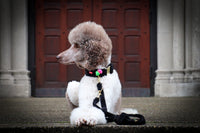 Leine "Cashmere Black“