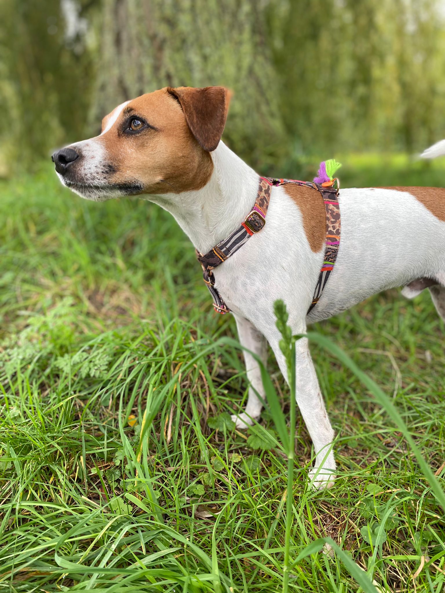 Reject shop best sale dog harness