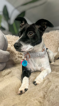 Zugstopp Halsband "Cashmere Silver“