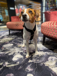 Hundegeschirr "Cashmere  Black"