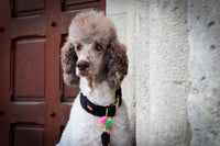 Collar "Cashmere Black"